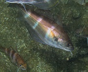 Trisopterus luscus Tacaud Epave-Belle ile Escorteur-8m-20160702-Denis-ADER-DSC_8576_tn